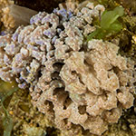 Phyllodesmium crypticum