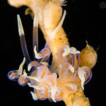 Phyllodesmium karenae