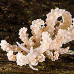 Phyllodesmium pinnatum