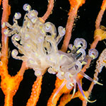 Phyllodesmium undulatum