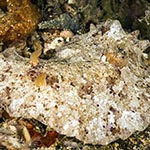Platydoris sabulosa