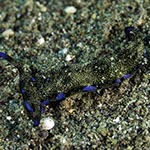 Plakobranchus sp. 6