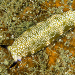 Plakobranchus sp. 1