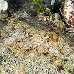 Platydoris ellioti