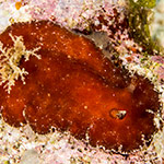 Platydoris sanguinea
