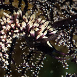 Pleurolidia juliae