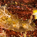Plocamopherus sp. A