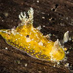 Plocamopherus sp. C