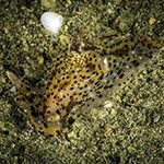 Plocamopherus tilesii