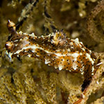 Polycera cf abei