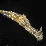 Polycera sp. 3