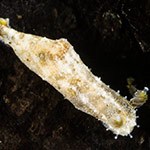 Polycera sp. 4