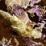Polycera sp. 5