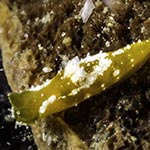 Polycera sp. C
