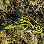 Roboastra tentaculata