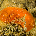 Rostanga sp. 4
