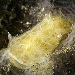 Rostanga sp. E