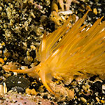 Sakuraeolis nungunoides