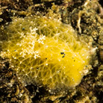 Sclerodoris apiculata