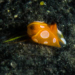 Siphopteron flavolineatum