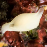 Siphopteron sp. E