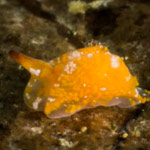 Siphopteron sp. D