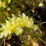 Stiliger sp. 3