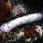 Thorunna sp. A