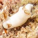Trapania gibbera