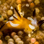 Trapania sp. 10