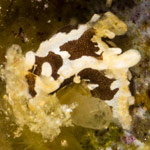 Trapania toddi