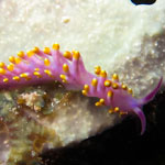 Trinchesia sibogae