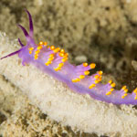 Trinchesia sibogae