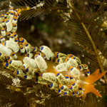 Tenellia sp. 14