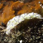 Tenellia sp. 2