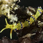 Tenellia sp. 6