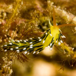 Tenellia sp. 1
