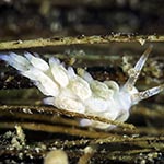 Tenellia sp. V