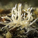 Tenellia sp. ZC