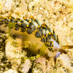 Trinchesia yamasui