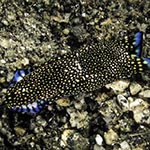 Tubulophilinopsis reticulata