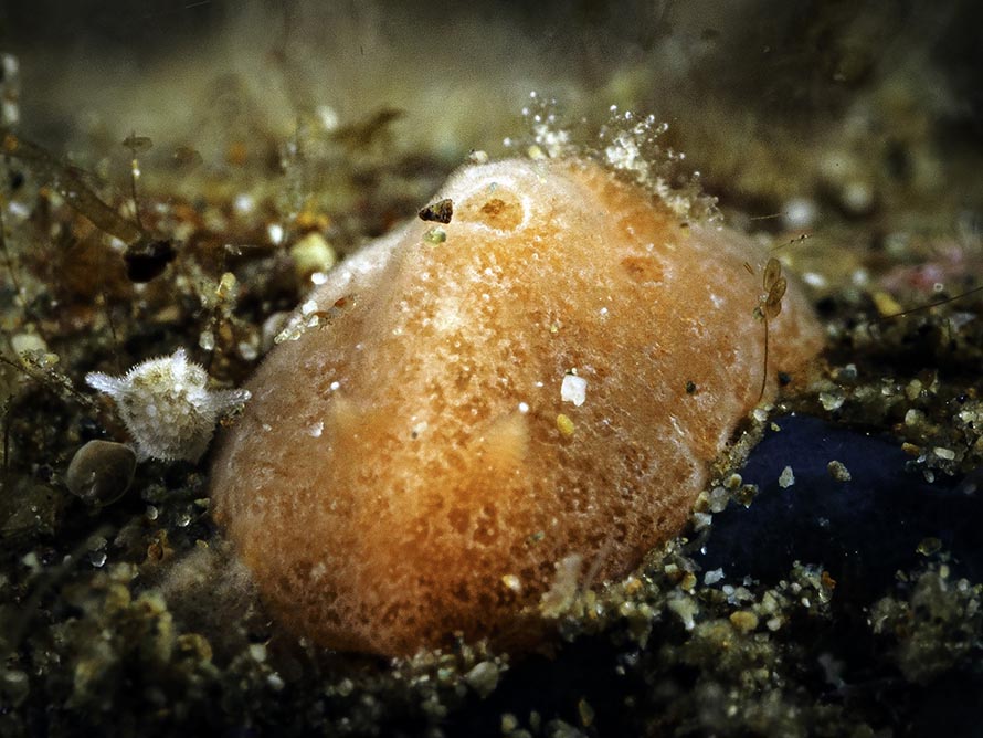 Aldisa sp. 9