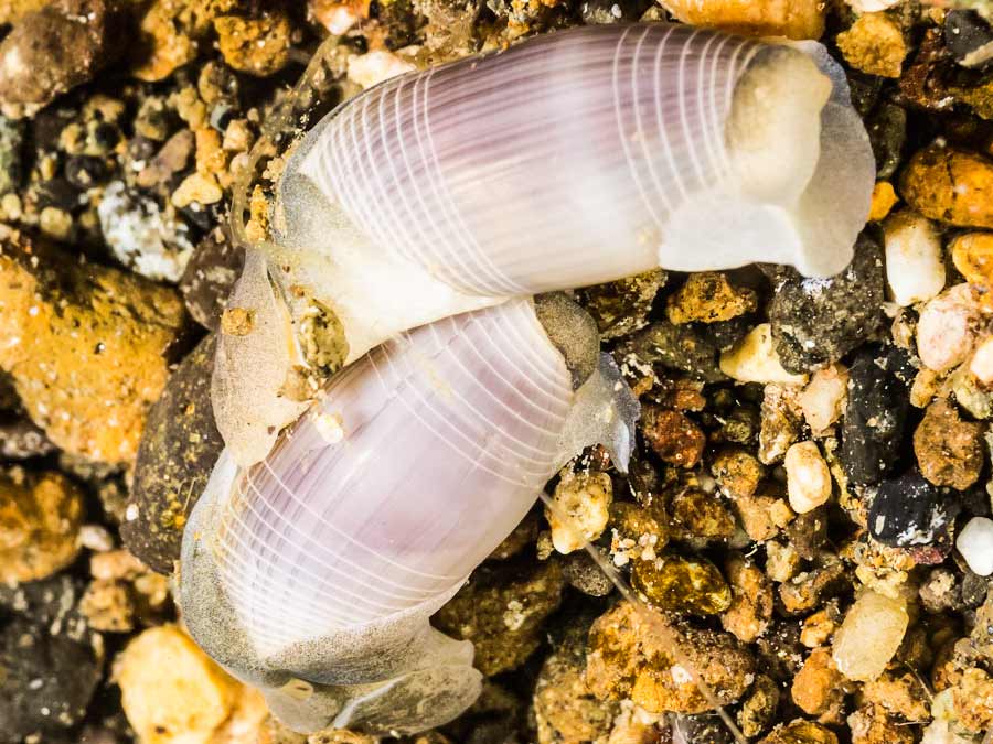 Alicustratum cylindricus