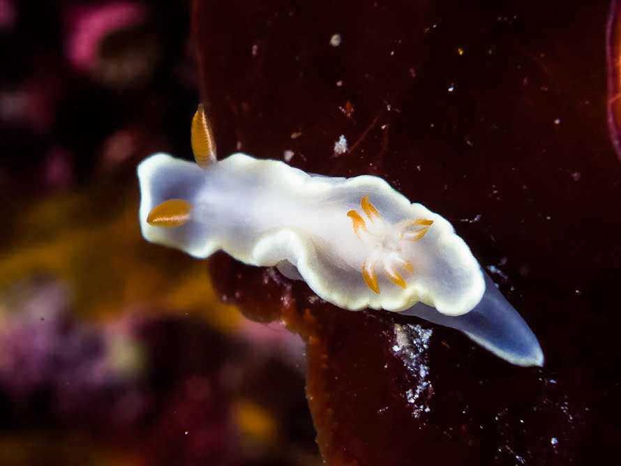 Ardeadoris angustolutea