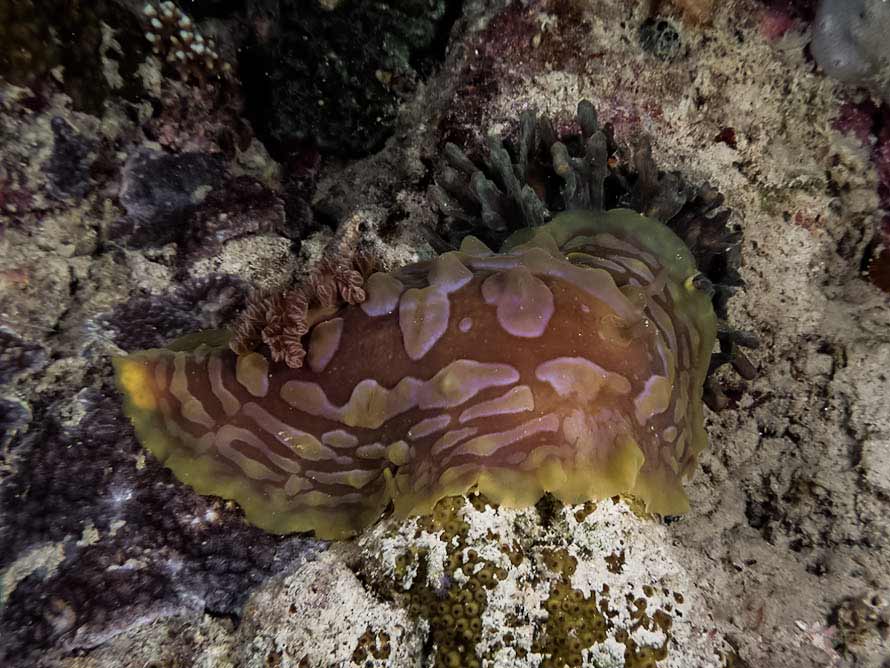 Asteronotus cespitosus (van Hasselt 1824)