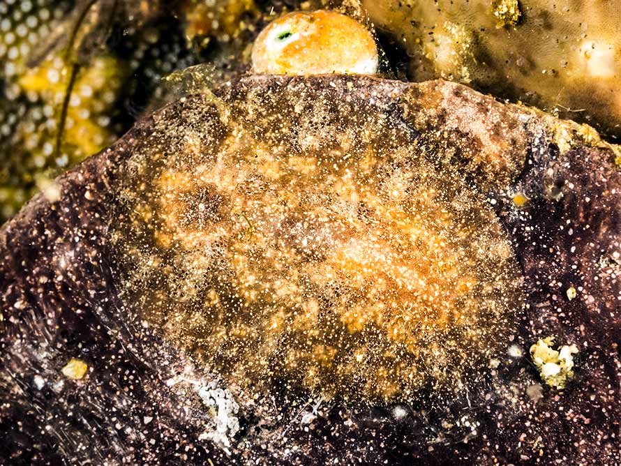 Asteronotus mimeticus