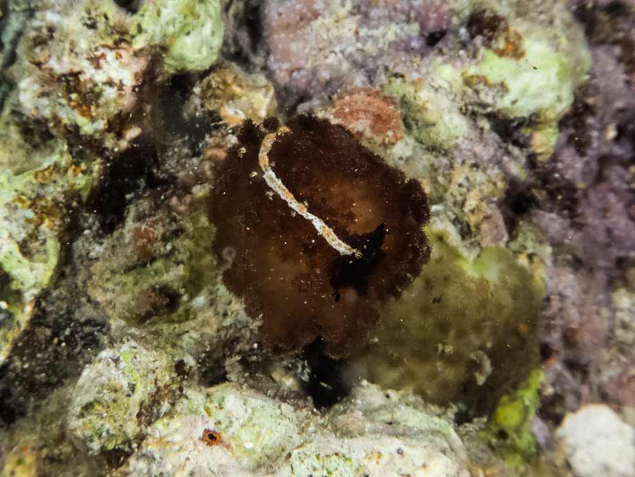 Atagema intecta (Kelaart, 1858)