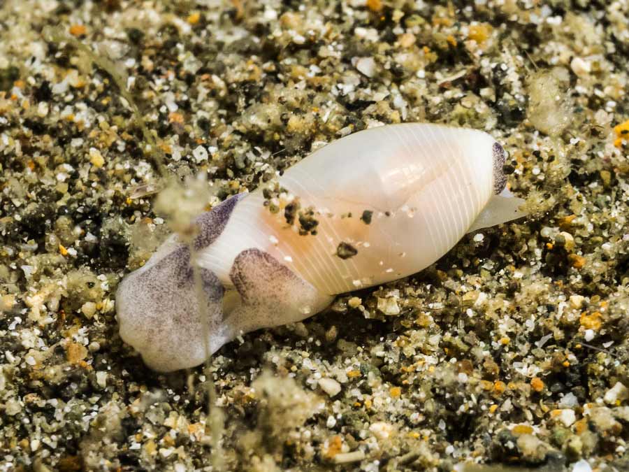 Atys debilis