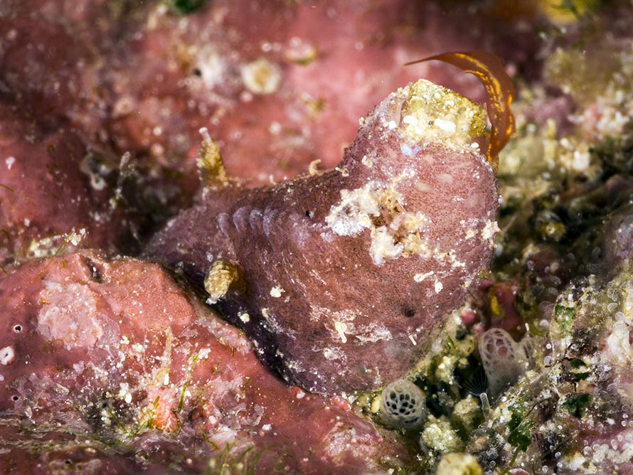Avaldesia albomacula