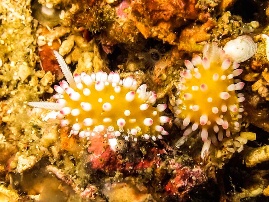 Cadlinella ornatissima